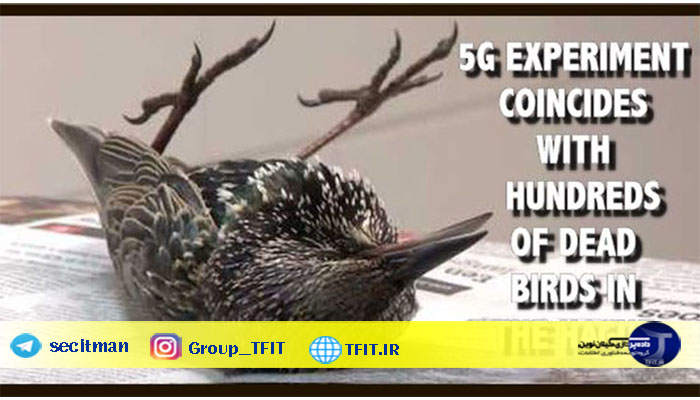 اخبار فناوری | آزمایش اینترنت پرسرعت 5G در هلند جان صدها پرنده را گرفت