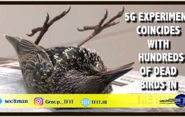اخبار فناوری | آزمایش اینترنت پرسرعت 5G در هلند و امواج مخرب جان صدها پرنده را گرفت
